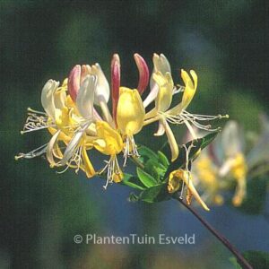 Lonicera periclymenum 'Heaven Scent'