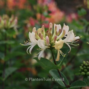 Lonicera periclymenum 'Martine'