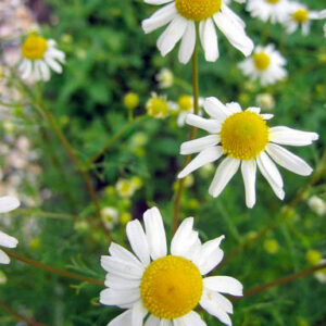 Matricaria recutita
