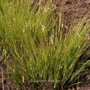 Melica nutans