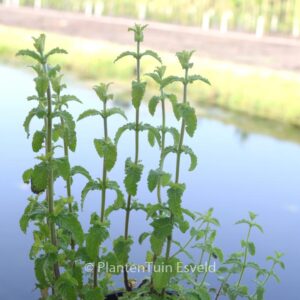Mentha arvensis 'Strawberry'