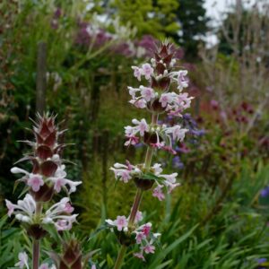 Morina longifolia