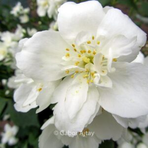 Philadelphus 'Karolinka'