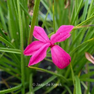 Rhodohypoxis 'Donald Mann'