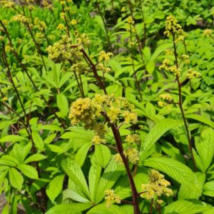 Rodgersia sambucifolia 'Rotstiel'