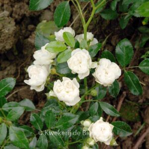 Rosa 'Crystal Fairy'