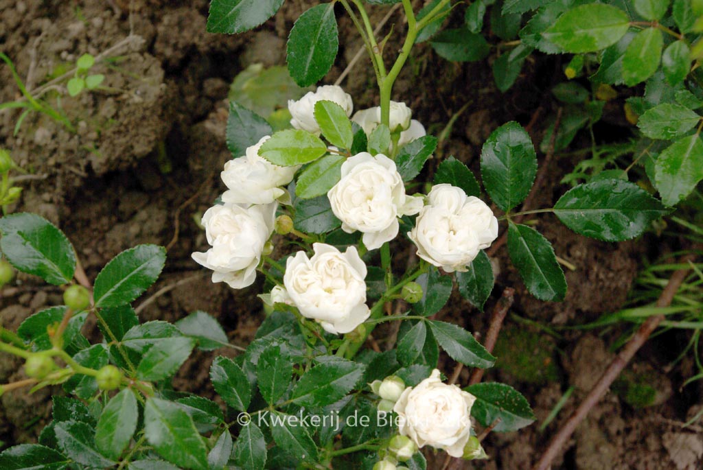 Rosa 'Crystal Fairy'