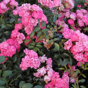 Rosa 'Spevy' (LOVELY FAIRY)
