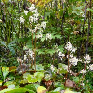 Saxifraga cortusifolia var. fortunei