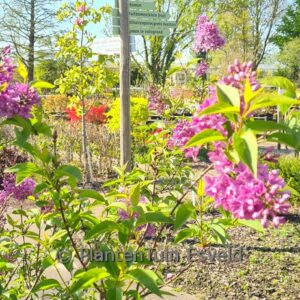 Syringa diversifolia 'Inez'