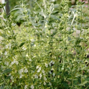 Teucrium flavum