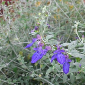 Teucrium fruticans 'Azureum'