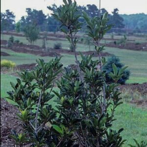 Viburnum awabuki 'Chindo'