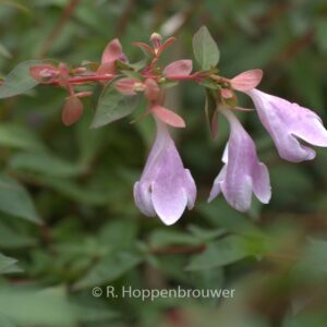 Abelia 'Lynn' (PINKY BELLS)