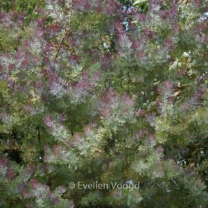 Acacia baileyana 'Purpurea'