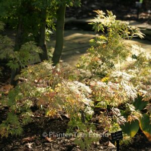 Acer japonicum 'Abby's Weeping'