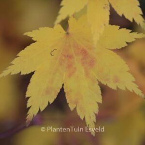 Acer palmatum 'Aki-tsuma-gaki'