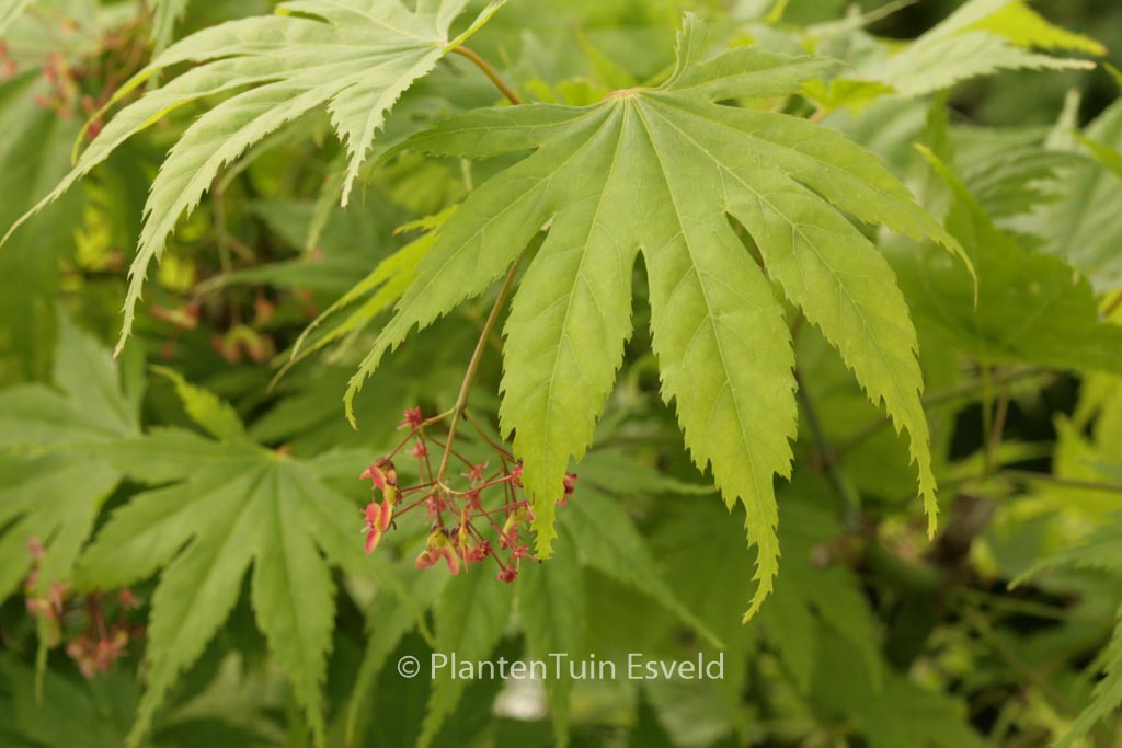 Acer palmatum 'Ao-meshime-no-uchi-shidare'