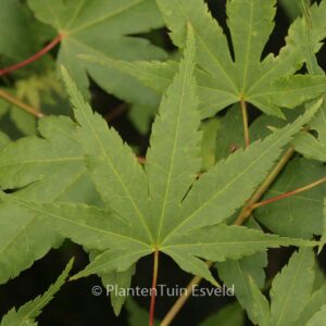 Acer palmatum 'Dave Verkade'