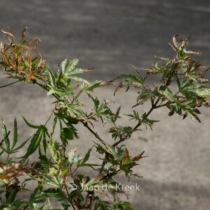 Acer palmatum 'Dr. Seuss'