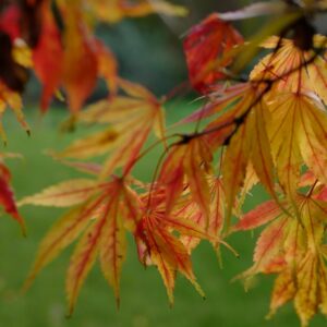 Acer palmatum 'Elegans'