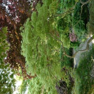 Acer palmatum 'Filigree'