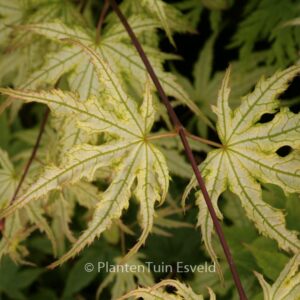 Acer palmatum 'Ghost Dancer'