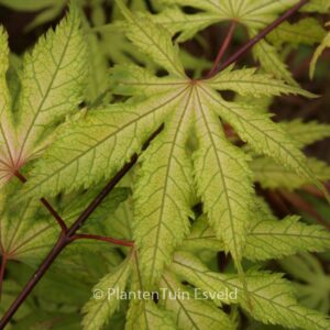 Acer palmatum 'Grandma Ghost'