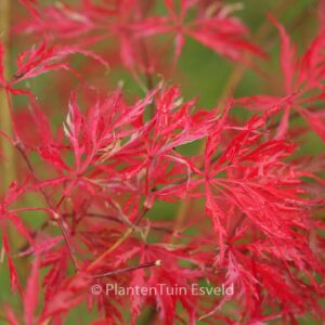 Acer palmatum 'Hana-matoi'