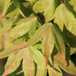 Acer palmatum 'Hatsu-shigure'