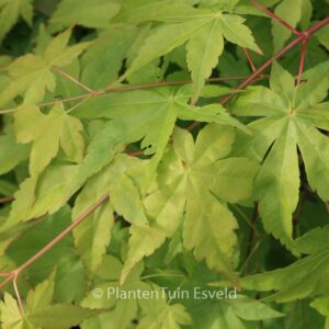 Acer palmatum 'Ibo-nishiki'