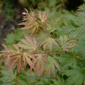 Acer palmatum 'Kaga-kujaku'