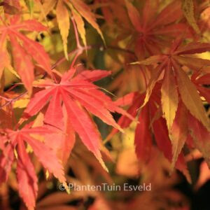 Acer palmatum 'Kenzan'