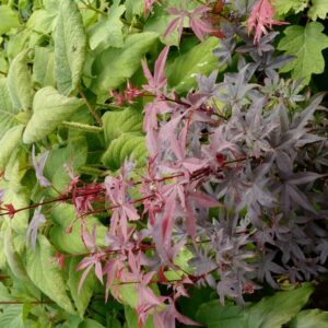 Acer palmatum 'Little Red'