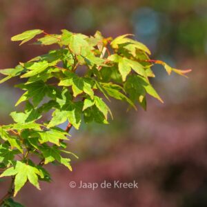 Acer palmatum 'Masa-yoshi'