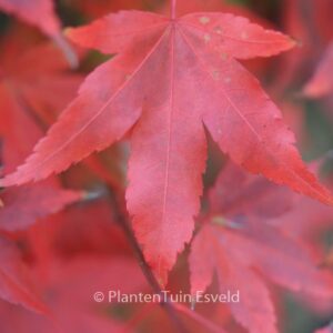 Acer palmatum 'Nakahara-beni'