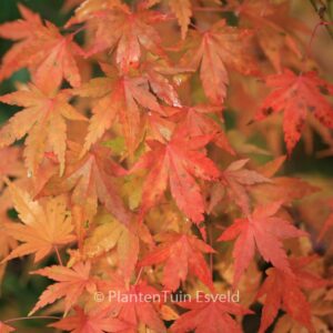 Acer palmatum 'Nukata'