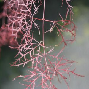 Acer palmatum 'Ruby Lace'