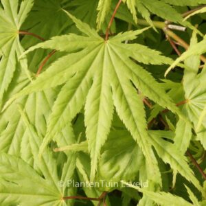 Acer palmatum 'Rufescens'
