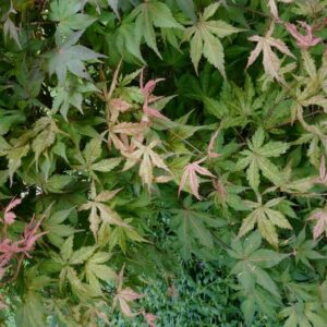 Acer palmatum 'Spring Copper Glow'