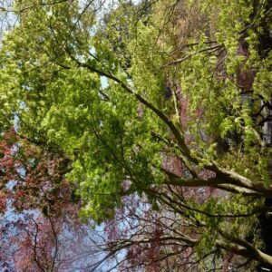 Acer palmatum 'Tsuchi-gumo'