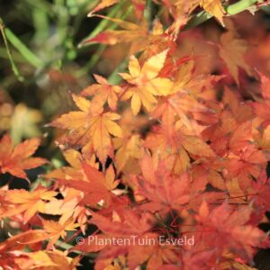 Acer palmatum 'Wendy'