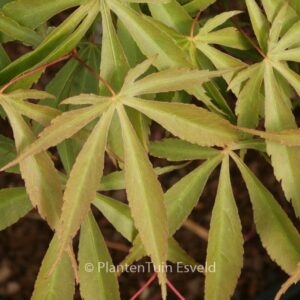 Acer palmatum 'Yoshimizu'