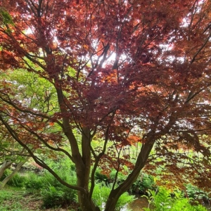 Acer palmatum 'Yubae'