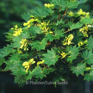 Acer shirasawanum 'Microphyllum'