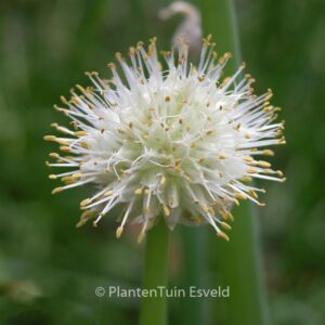 Allium fistulosum