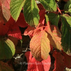Ampelocissus rugosa