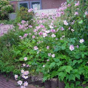 Anemone hybrida 'Lady Gilmour'
