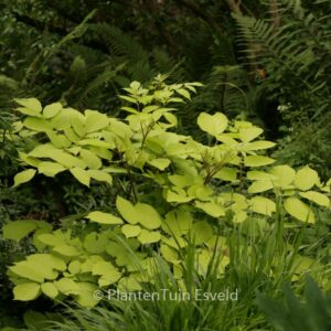 Aralia cordata 'Sun King'