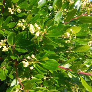 Arbutus andrachnoides